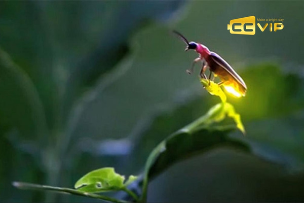 đom đóm bay vào nhà