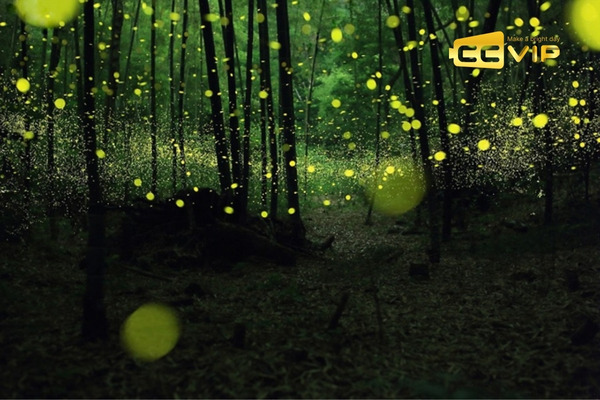 đom đóm bay vào nhà