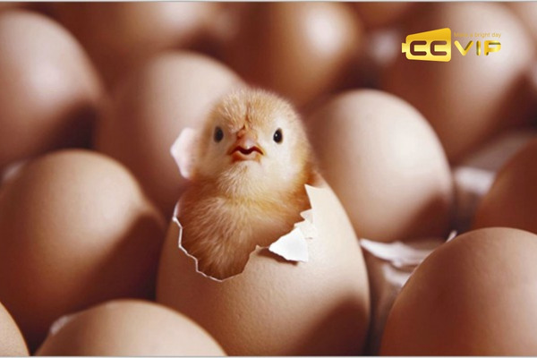 nằm mơ thấy gà đánh số mấy