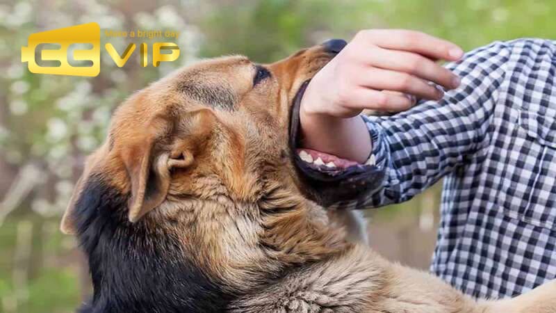 mơ chó cắn đánh con gì