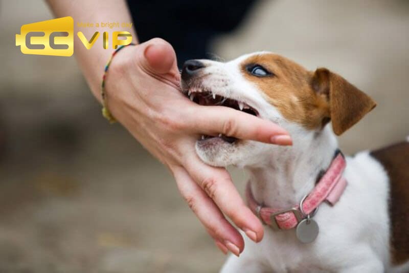 mơ chó cắn đánh con gì