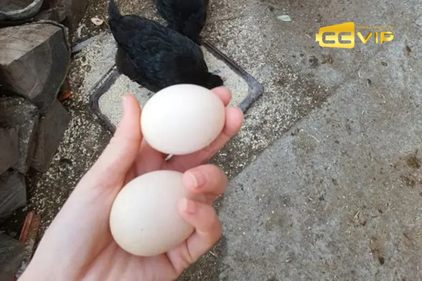nằm mơ thấy gà đánh số mấy