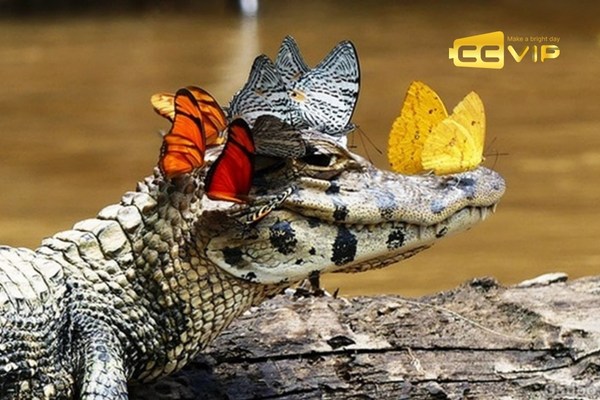 mơ thấy cá sấu