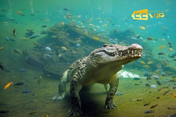 mơ thấy cá sấu