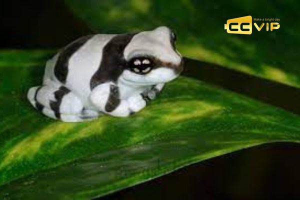 nằm mơ thấy ếch