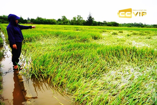 mơ thấy nước ngập