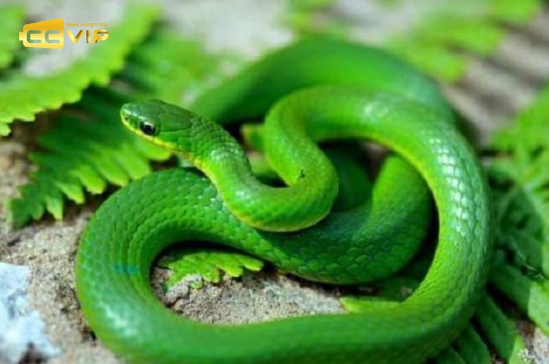 mơ thấy rắn đánh con gì