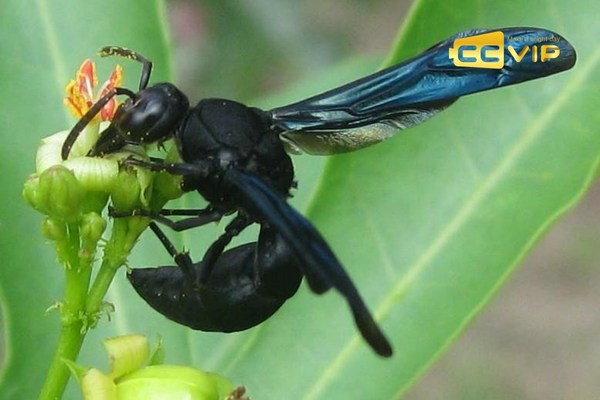 nằm mơ ong đốt đánh con gì