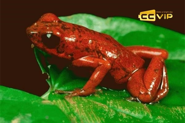 nằm mơ thấy ếch