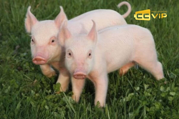 con chuồn chuồn số mấy