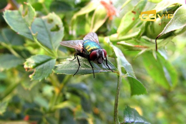 con ruồi số mấy