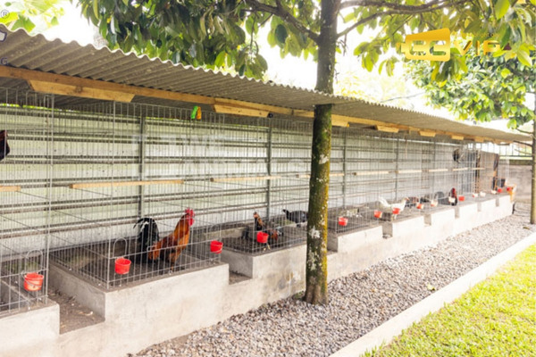 nằm mơ thấy gà đánh số mấy