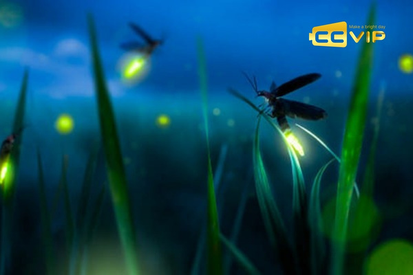 đom đóm bay vào nhà